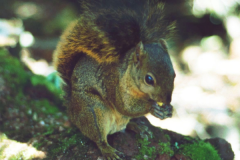 山松鼠:生计在山区雨林的小型松鼠_尾巴长达13厘米