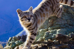 山本猫:一种尾巴极长的虎猫_被称减少版的雪豹
