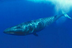 塞鲸:世界上泅水最快的鲸鱼_时速65公里/堪比海豚
