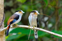 银胸丝冠鸟:具有天蓝色的扁平鸟喙_休憩于热戴雨林