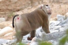 朔方豚尾猕猴：一种脊椎动物亚弟子物（长的很像狒狒）