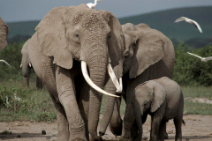 普通非洲象:陆地上体型最大的动物_重6吨/长7.5米