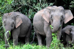 婆罗洲象:世界上体型最小的象_身高没有脚2.5米