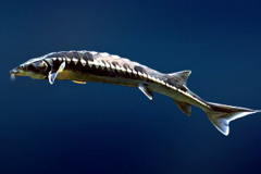 欧洲鲟:成长速度最快的鲟鱼_体长可达6米/沉1吨