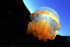 立方水母：又称箱型水母 最高档的一种有毒水母