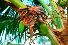椰子蟹:体型最大的陆生蟹_最大达1米长/喜好吃椰子