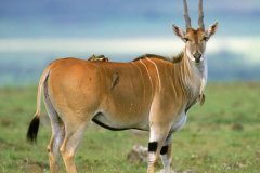 伊兰羚羊:一种长有螺旋长角的庞大林羚_体长最多2.8米