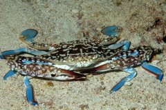远海梭子蟹:好像梭子的蓝色螃蟹_长有船桨般的后脚