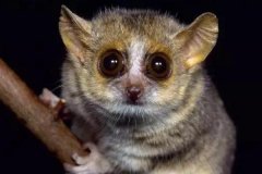 大眼狐猴:世界上最小的灵长类_仅12厘米/一只手便能握