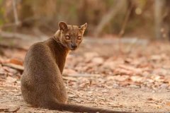 马达加斯加长尾灵猫:狗和雪豹的联合体_尾巴占体长一半