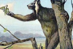 巨狐猴毁灭之谜:500年前已毁灭_科学家创造壁绘线索