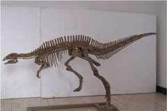 巴克龙：蒙古高本特殊的鸭嘴龙一类恐龙（头骨很短）