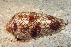 鸡心螺：一种具备毒性的生物（软体动物中海洋杀手）