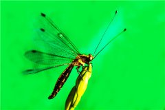蝶角蛉：一种酷似蜻蜓但是没有是的生物（举措迅捷）