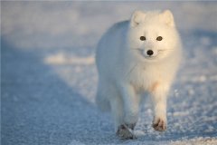 北极狐：大局部分散在北极地域（运动范畴包揽北极）