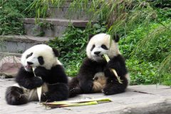 中国私有的一种生物：大熊猫（属于食肉科的哺乳动物）