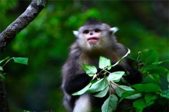 滇金丝猴：属于中国私有的物种（只在中国存在）