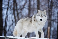 东加拿大狼：身材长度1.7m尾巴48cm长（雌性比雄性沉）