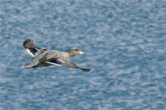 短翅船鸭：属于一种群居型的动物（大多分散南美洲）