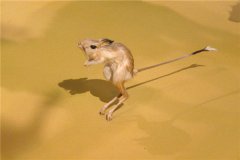 非洲跳鼠：别称埃及小跳鼠（个头小体长30厘米安排）