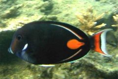 橙斑刺尾鱼：又称之为一字刺尾鲷（椭圆形的鱼体）