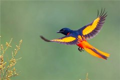 粉红山椒鸟：身材20cm安排属于比拟小型的鸟类