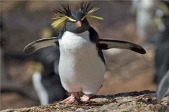 凤头黄眉企鹅：一种最小的企鹅,具备必定的腾跃本领