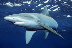 直翅真鲨:加拉帕戈斯的真鲨亚种_鱼鳍和背部呈90度