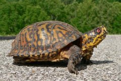 卡罗莱纳箱龟:美国分散最广的箱龟_浑身遍及橙红条纹