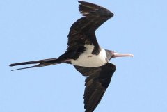 白腹兵舰鸟：长达1米，品格王讲_掠取其余鸟类口中食物