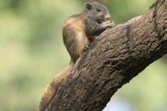 赤腹松鼠：常在树上生计，是一个扒手_偷匪厨房食物