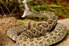 寰球最毒的十大毒蛇排行榜：响尾蛇（尾巴会爆发响动）