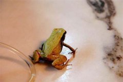 绿彩蛙：属于平淡体型的田鸡（耳膜十分敏捷）