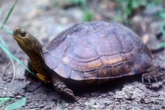 柴棺龟：别名黄喉拟水龟（身材较扁较平头很小）