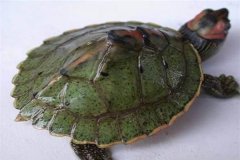 缅甸锯背龟：长相和咸水龟相像（极端濒危动物）