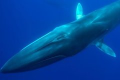 长须鲸:世界上体型第两大鲸类_最大可达25米