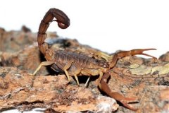 刚刚果红鳄背蝎引见：没有符合养殖的蝎子（毒性较强）