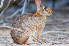 格雷森棉尾兔:一种墨西哥的特产兔种_尾巴呈棉花状