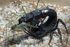 黑粗尾蝎介绍：成年雄蝎子达10cm长（性情凶残）