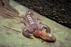 八沉山蝎引见：三种牝牡共体蝎子的一种（不毒性）