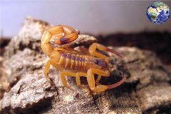 巴西金鬼魂引见：独一单性生长的蝎子（惟有母蝎子）