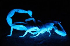 荧光蝎引见：蝎子中毒性排行第九（挪动速度很快）