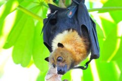 白胸狐蝠:一种胸部长白毛的狐蝠_世界最常睹蝙蝠之一