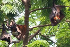 菲律宾果蝠:一种爱吃生果的巨型蝙蝠_党羽启展达1.7米