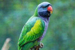 德拜鹦鹉:长尾鹦鹉中最大的种类_又称四川鹦鹉