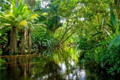 亚马逊丛林在哪个场合 位于亚马逊盆地（超过九国度）
