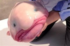 十大最恐怖的远古鱼类：水滴鱼（世界上最丑的生物之一）