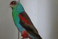 乐园鹦鹉：澳大利亚珍稀物种，性格活泼_不嘈杂