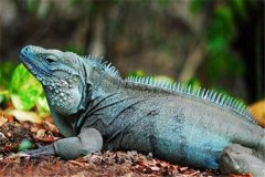 蓝岩鬣蜥：蜥蜴物种中最大物种（尾巴很长）