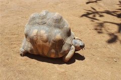 安哥洛卡象龟：是典型的陆龟动物（四肢呈黄色）